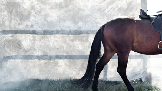Isager-horse-7